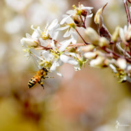 Amelanchier laevis (Allegheny Serviceberry) - 3 gal
