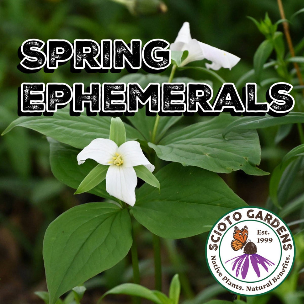 Trillium recurvatum (Prairie Trillium, Bloody Butcher) - 3QT