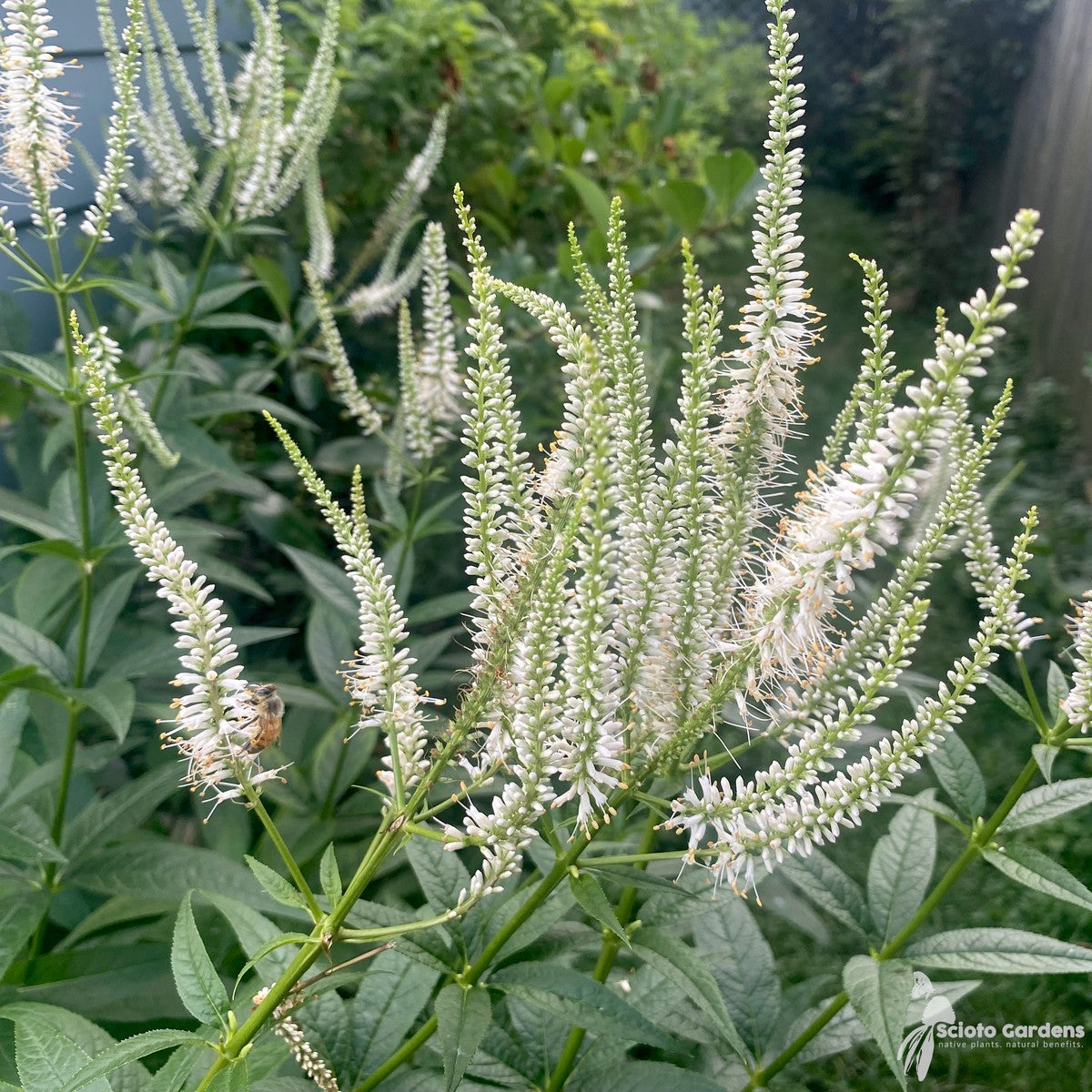 Veronicastrum virginicum (Culver's Root) - 2 gal