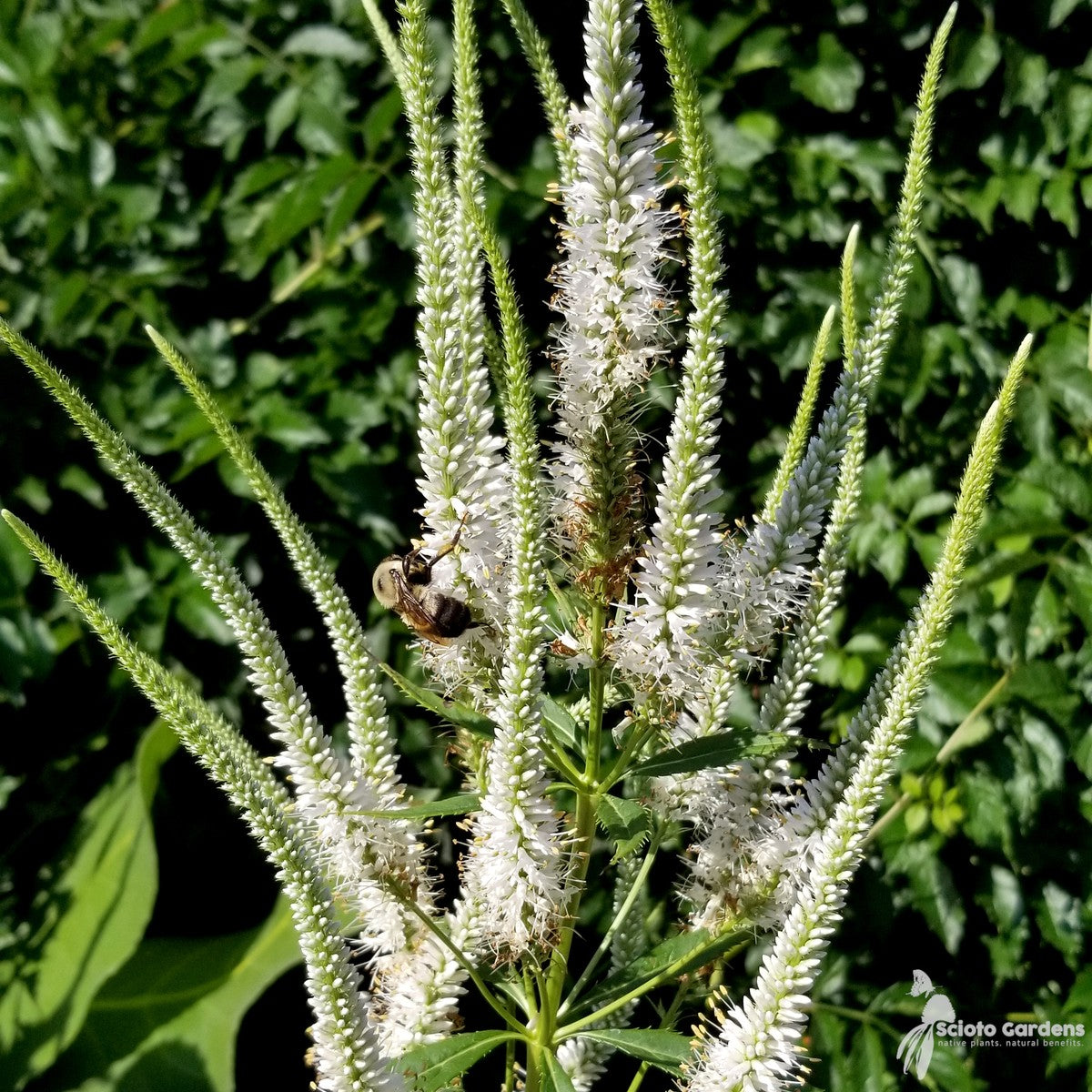 Veronicastrum virginicum (Culver's Root) - 2 gal