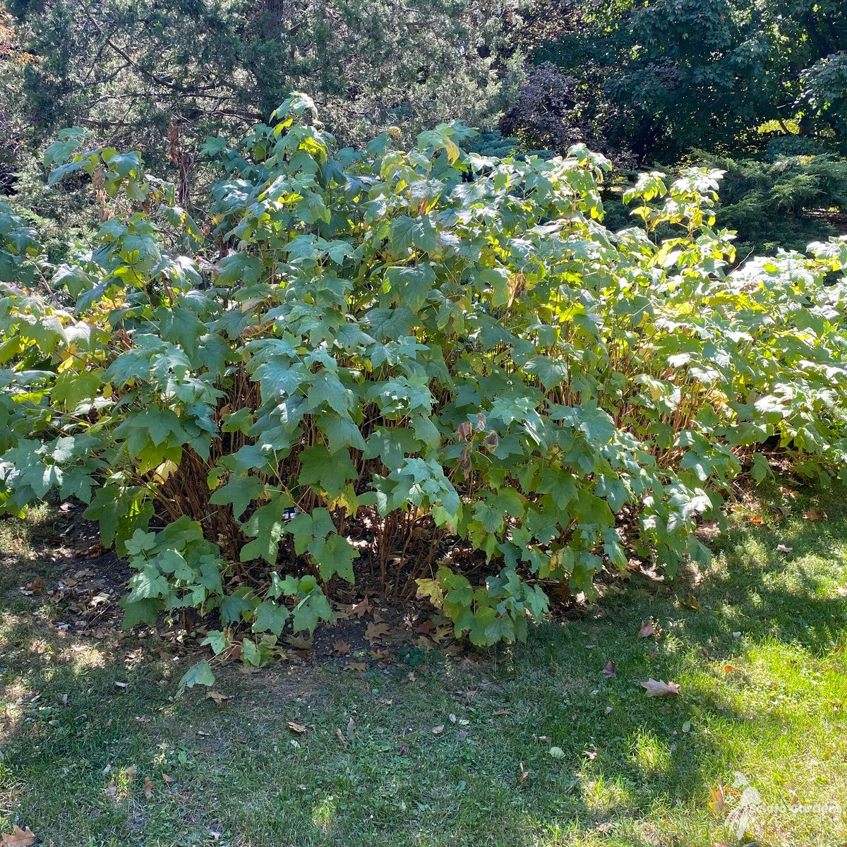 Rubus odoratus (Purple-flowering Raspberry) - 3 gal