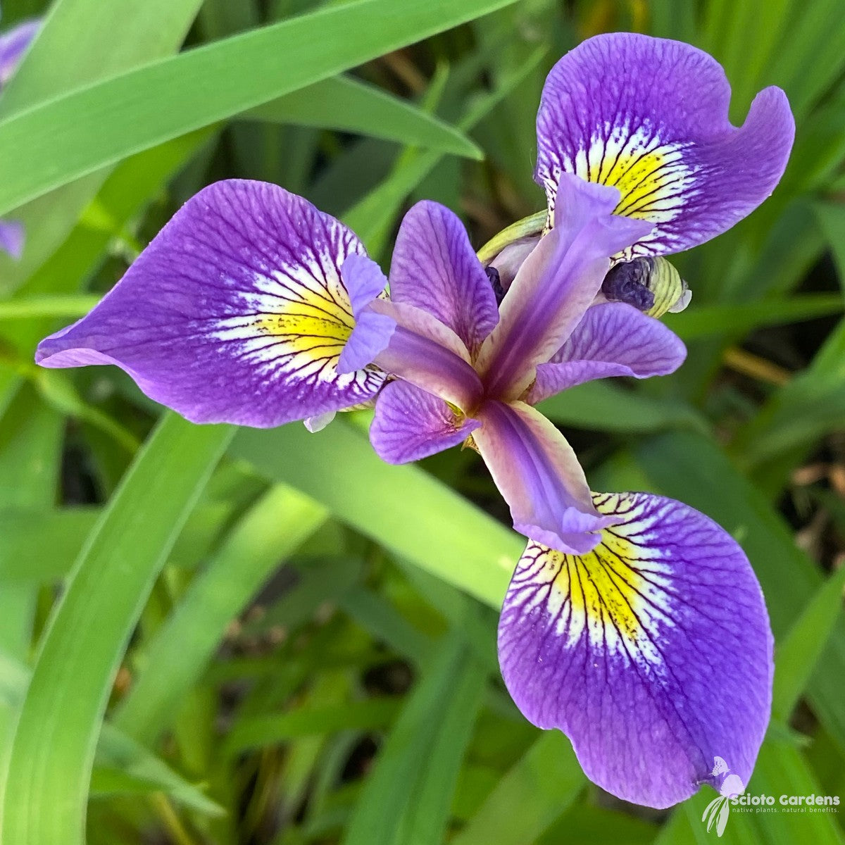 Iris versicolor (Blue Flag Iris) - 1 gal