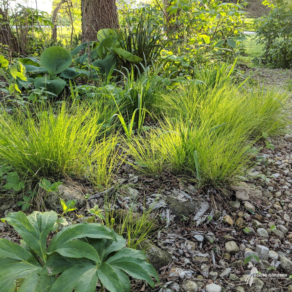 Carex appalachica (Appalachian Sedge) - 1 gal