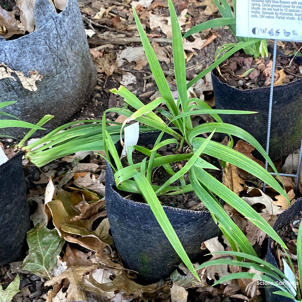 Iris cristata (Dwarf Crested Iris) - Plug 50