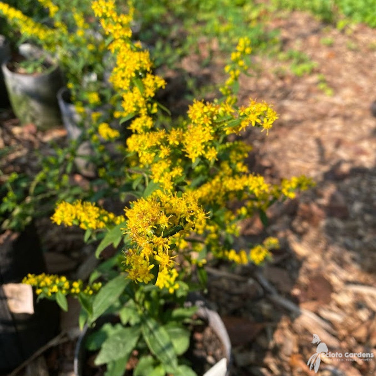 Solidago caesia (Bluestem Goldenrod) - 2 gal