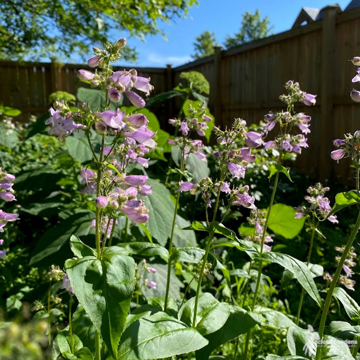 Penstemon calycosus (Long Sepaled Beardtongue) - 1 gal
