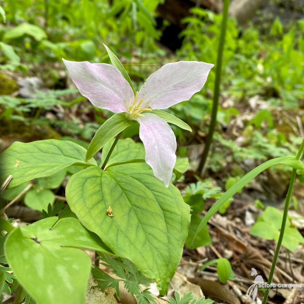 Trillium grandiflorum (Great White Trillium) - 3QT