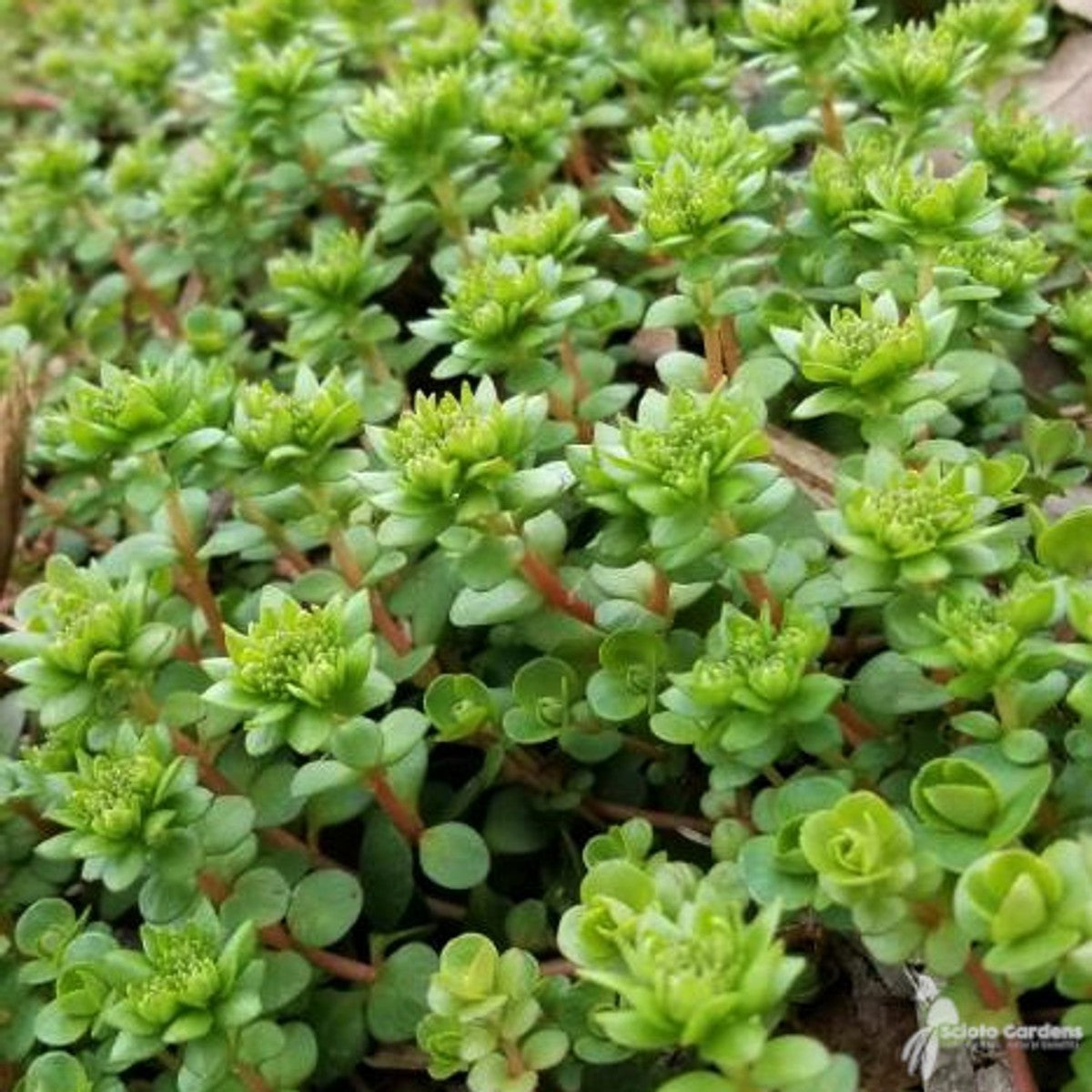 Sedum ternatum (Wild Stonecrop) - QT