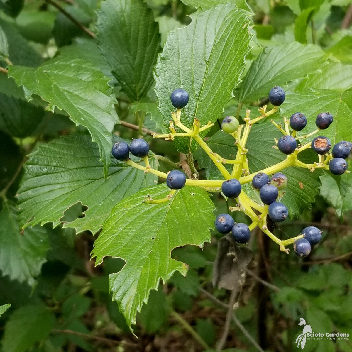 Viburnum dentatum (Arrowwood Viburnum) - 3 gal