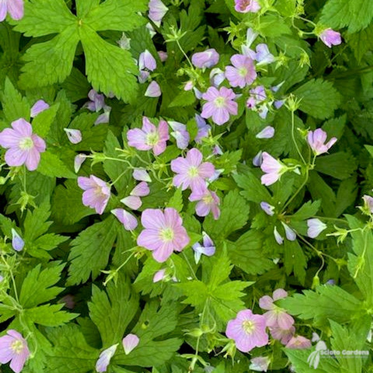 Geranium maculatum (Wild Cranesbill) - 1 gal