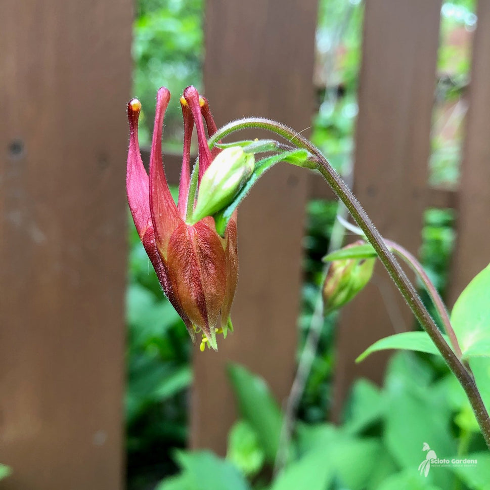 Aquilegia canadensis (Wild Columbine) - 1 gal