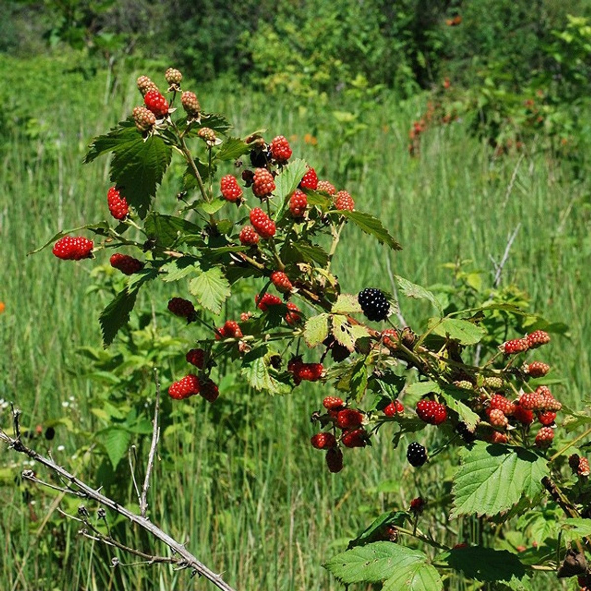 Rubus allegheniensis (Allegheny Blackberry) - 2 gal