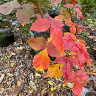 Rhus aromatica (Fragrant Sumac) - 5 gal