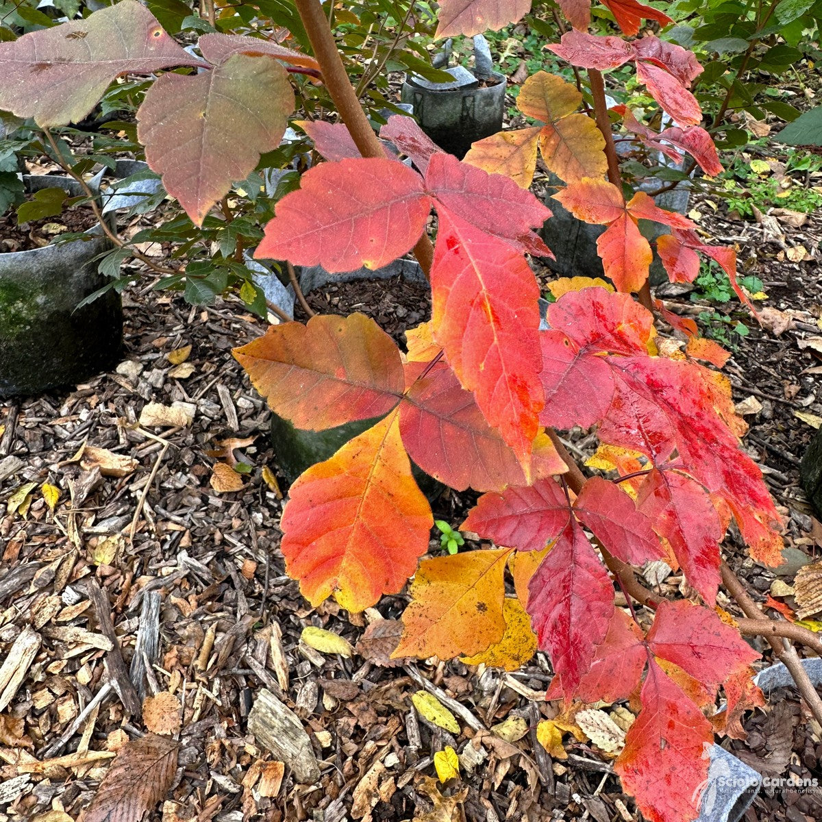 Rhus aromatica (Fragrant Sumac) - 5 gal