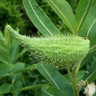Asclepias syriaca (Common Milkweed) - 1 gal
