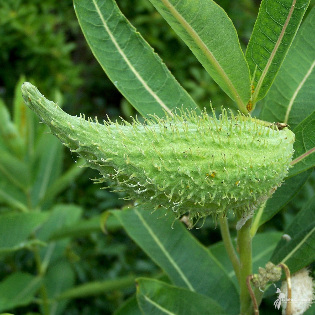 Asclepias syriaca (Common Milkweed) - 1 gal