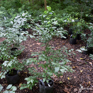 Ilex verticillata 'Southern Gentleman' (Southern Gentleman' Winterberry Holly) - 3 gal