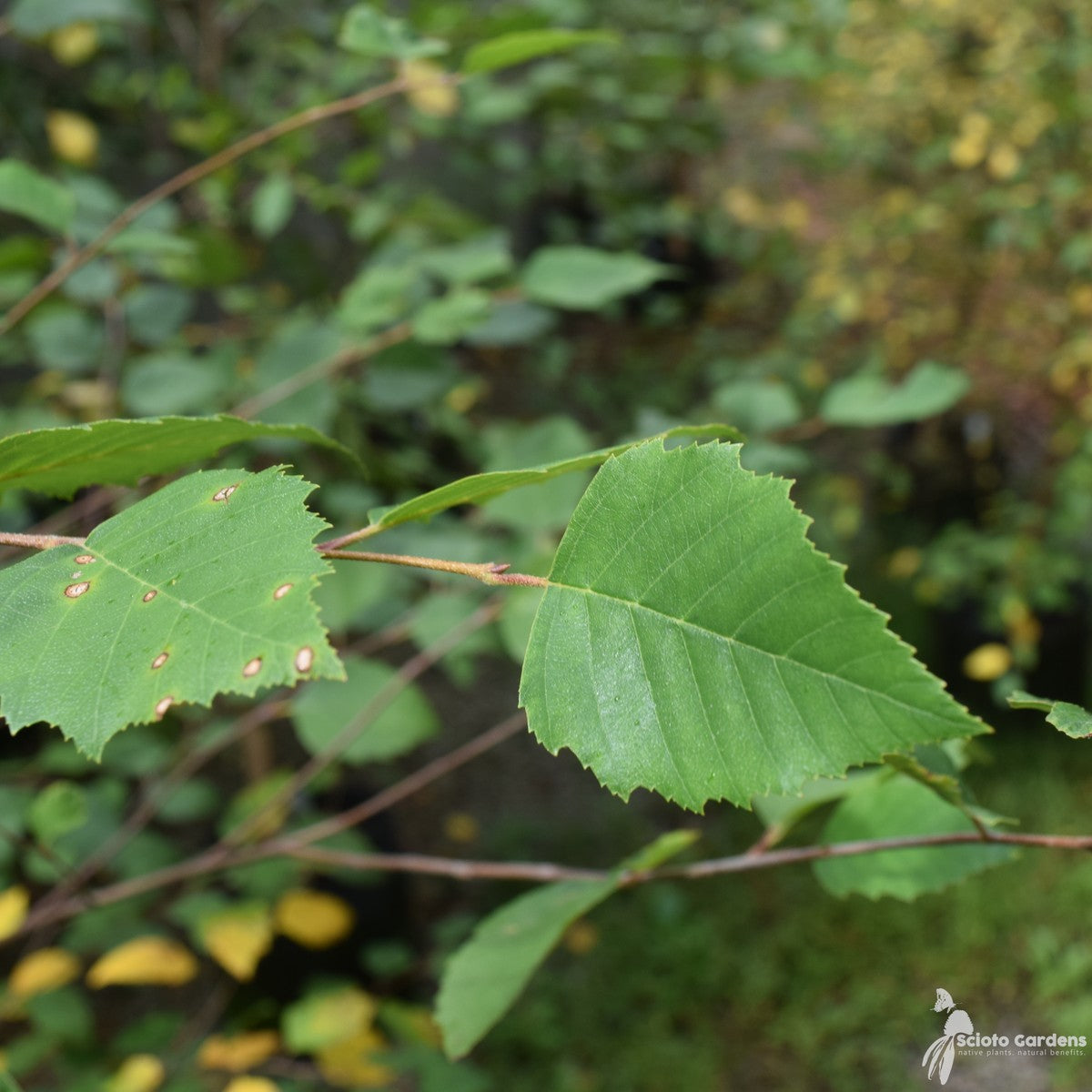Betula nigra (River Birch) - 3 gal