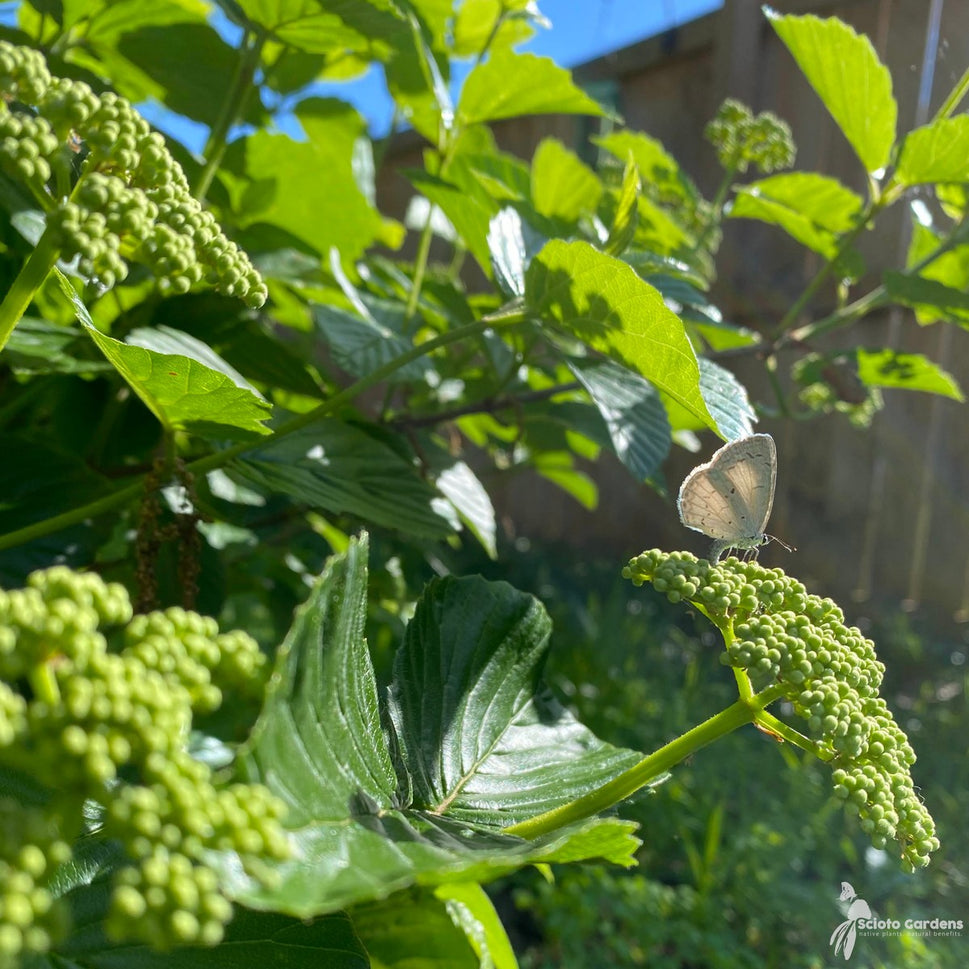 Viburnum dentatum 'Synnestvedt' (Chicago Lustre® Arrowwood Viburnum) - 3 gal