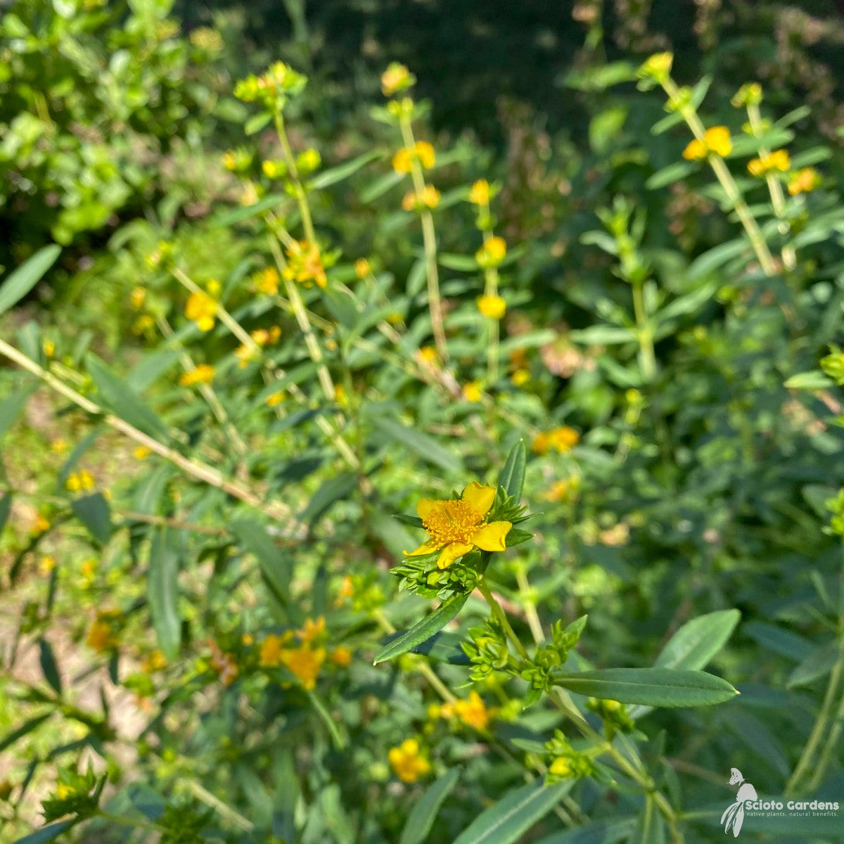 Hypericum prolificum (OH Genome) (Shrubby St. Johns-Wort) - 2 gal