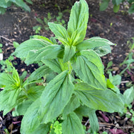 Lobelia siphilitica (Great Blue Lobelia) - 1 gal