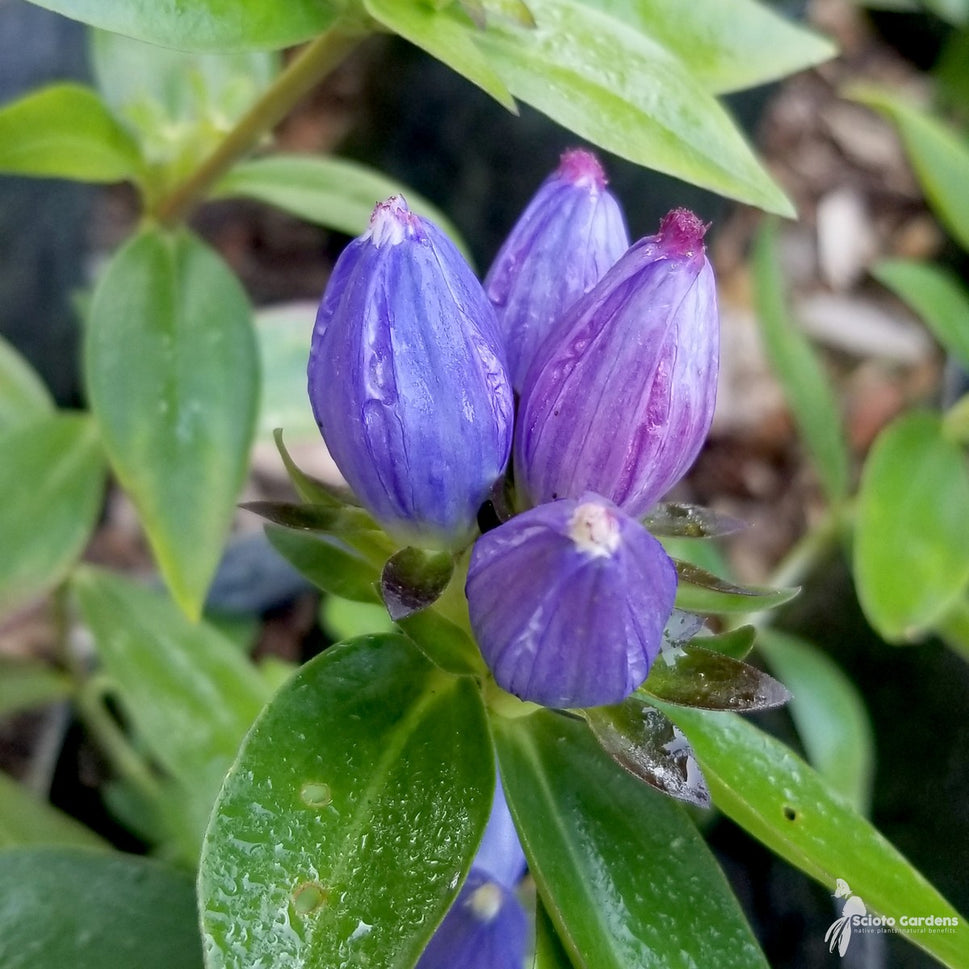 Gentiana andrewsii (Bottle Gentian) - 1 gal