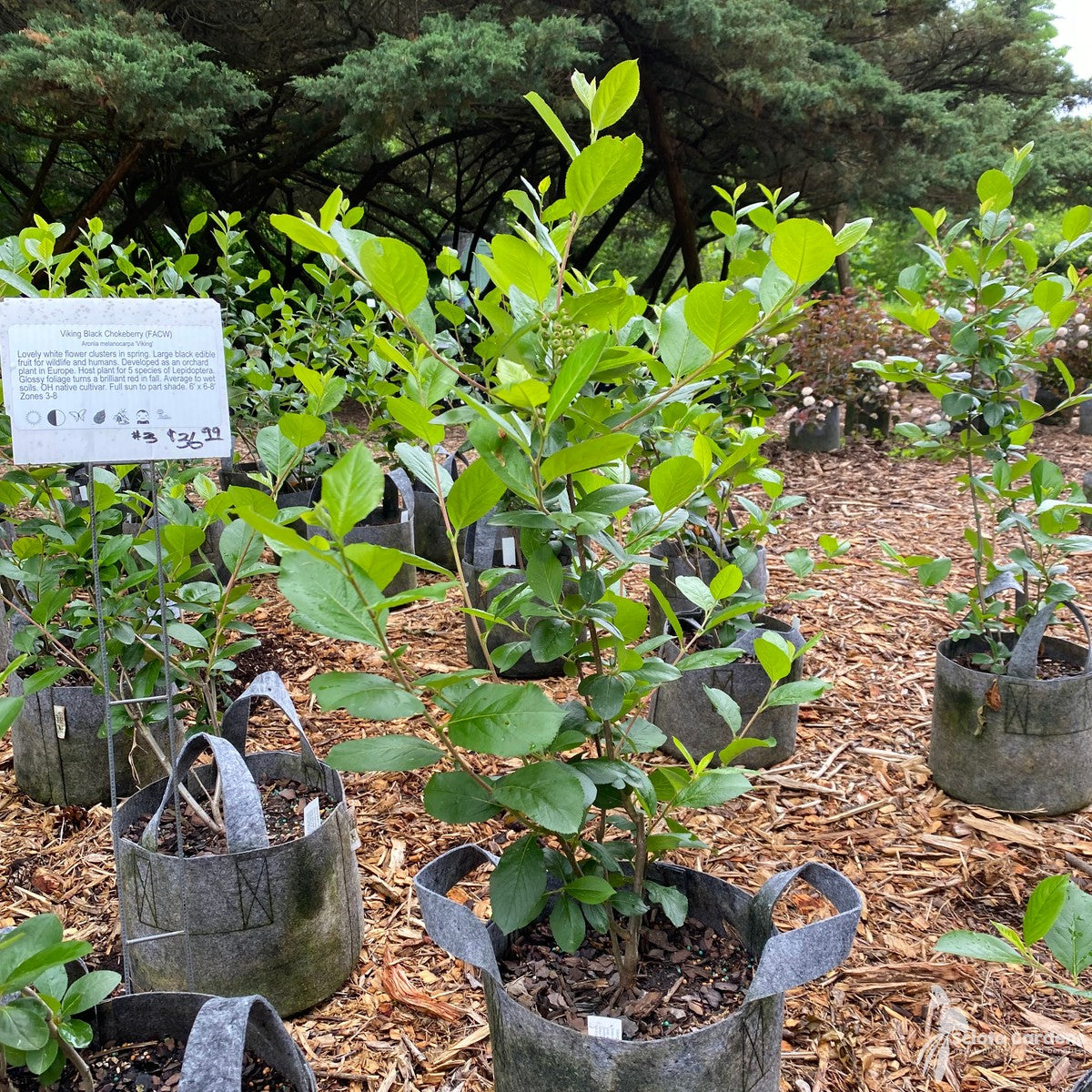 Aronia m. 'Viking' (Viking' Black Chokeberry) - 3 gal