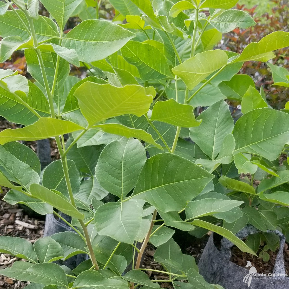 Ptelea trifoliata (Hop Tree) - 3 gal