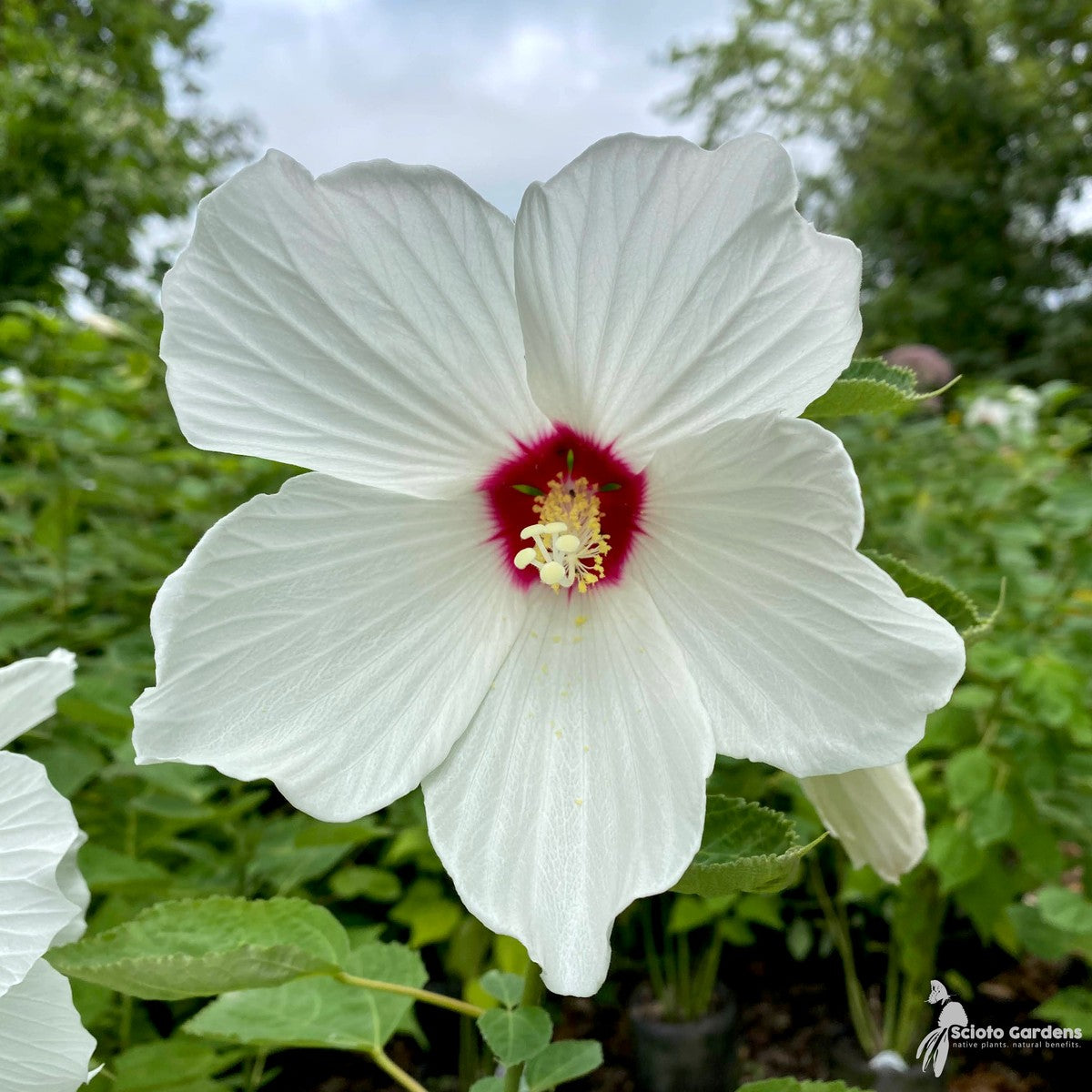Hibiscus moscheutos (Common Rose Mallow) - 2 gal