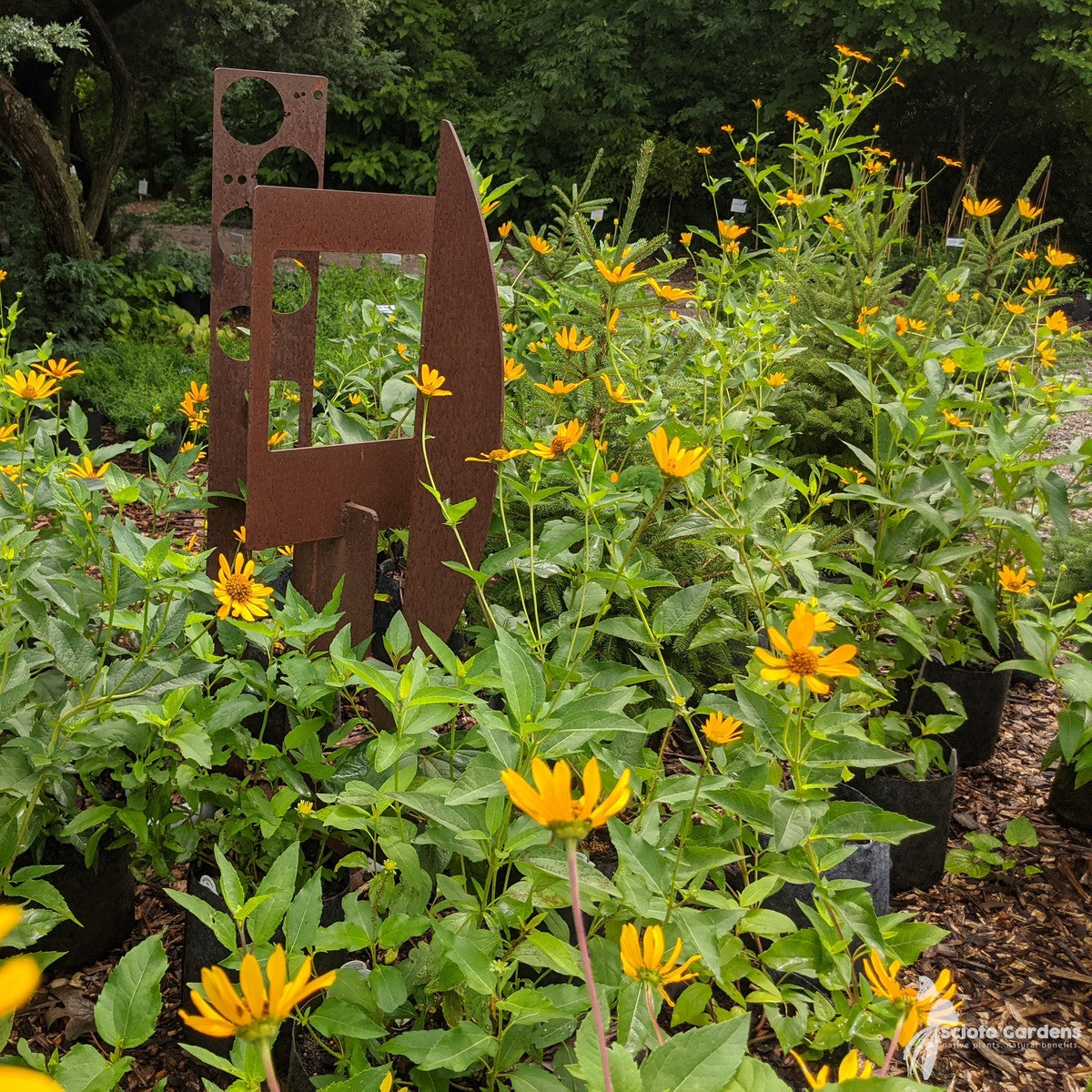 Heliopsis helianthoides (False Sunflower) - 2 gal
