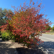 Viburnum prunifolium (Blackhaw Viburnum) - 3 gal