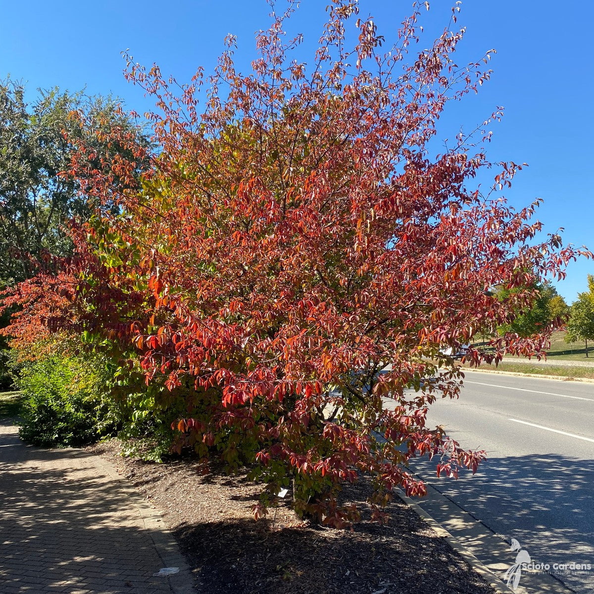 Viburnum prunifolium (Blackhaw Viburnum) - 3 gal