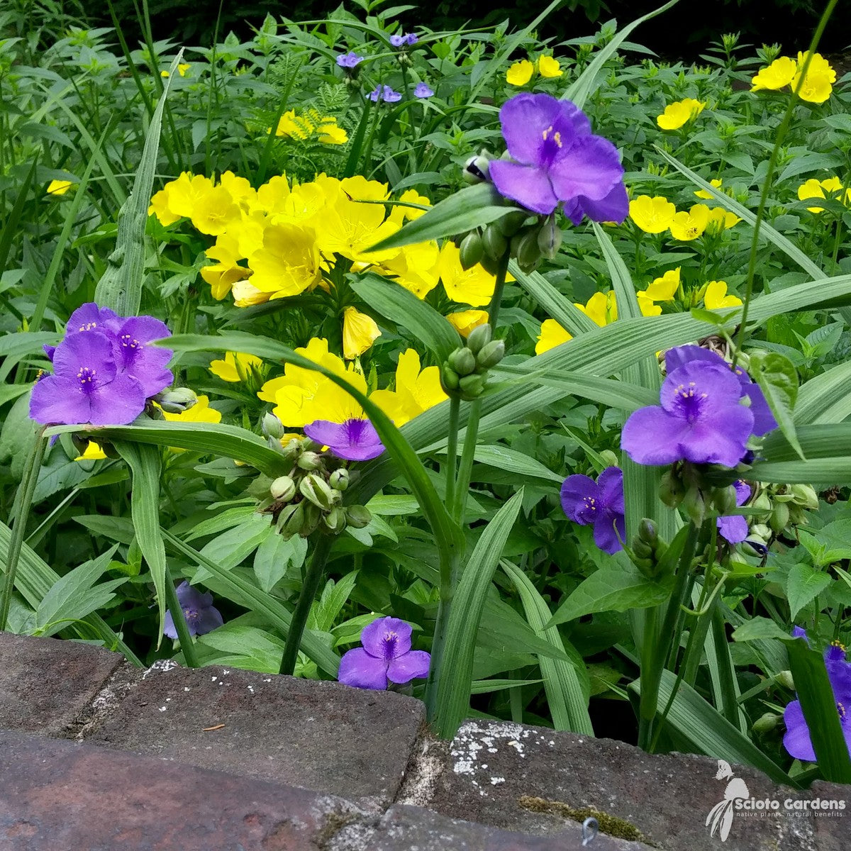 Tradescantia ohioensis (Ohio Spiderwort) - 1 gal