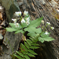 Cardamine diphylla (Two-leaved Toothwort) - QT