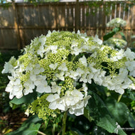 Hydrangea arb. 'Haas Halo' (Haas Halo Smooth Hydrangea) - 3 gal