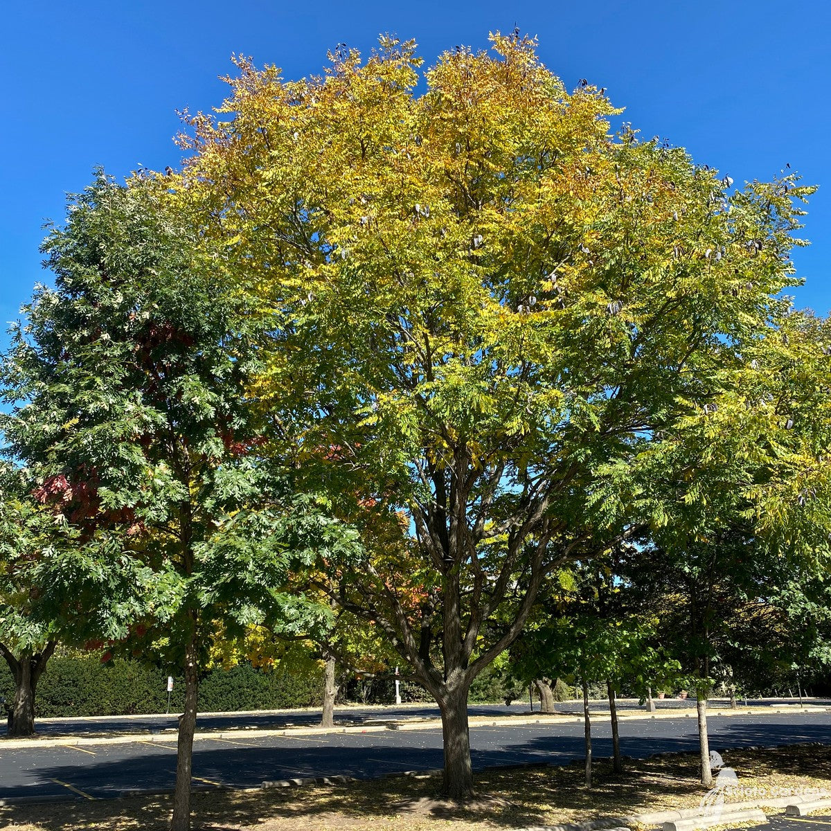 Gymnocladus dioicus (Kentucky Coffeetree) - 5 gal