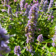 Agastache foeniculum (Anise Hyssop) - 2 gal