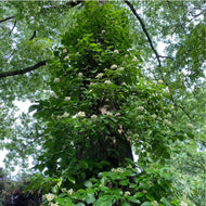 Hydrangea [Decumaria] barbara (Wood Vamp) - 2 gal