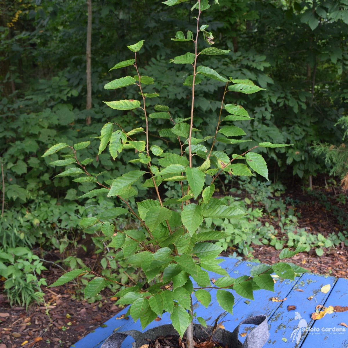Carpinus caroliniana (Musclewood, American Hornbeam) - 2 gal