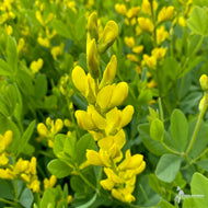Baptisia sphaerocarpa (Yellow False Indigo) - 1 gal
