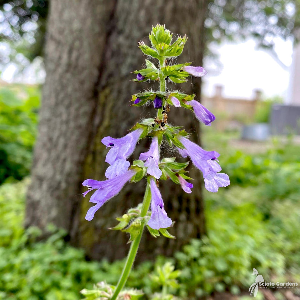 Salvia lyrata (Lyre-leafed Sage) - 3QT