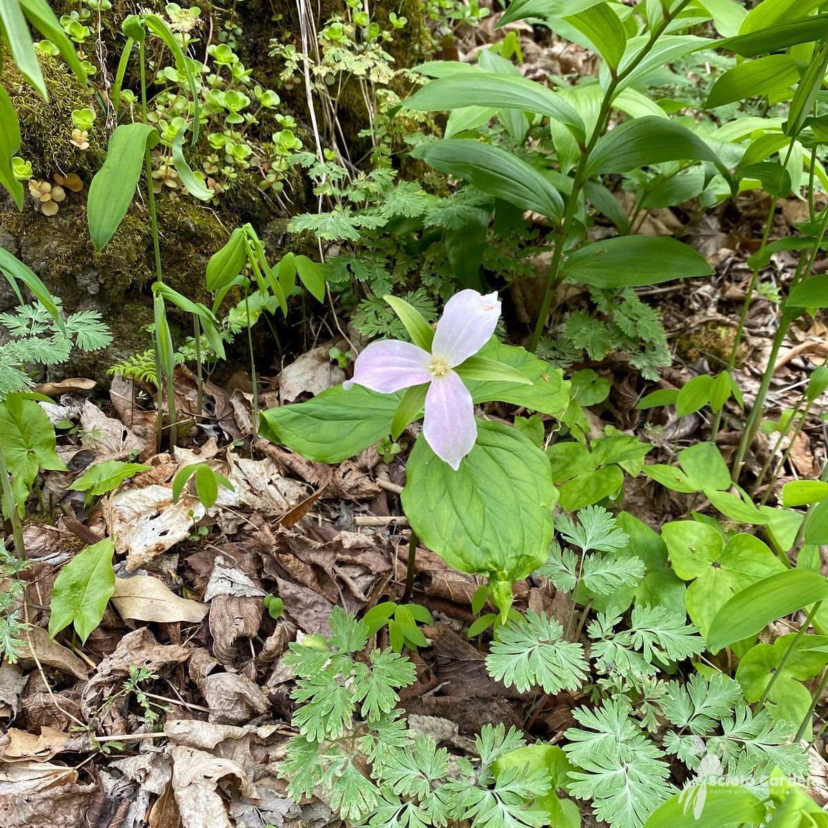 Trillium grandiflorum (Great White Trillium) - 3QT