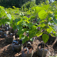 Catalpa speciosa (Northern Catalpa) - 5 gal