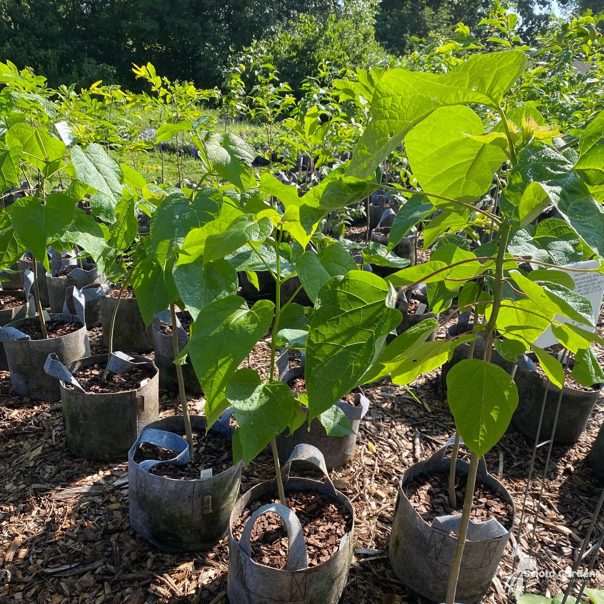 Catalpa speciosa (Northern Catalpa) - 5 gal