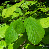 Hamamelis virginiana (Witch Hazel) - 2 gal