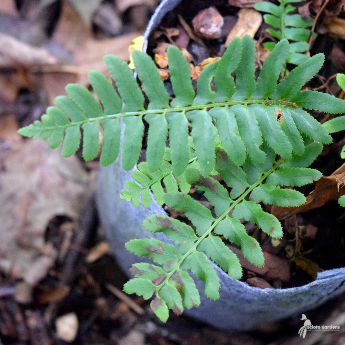 Polystichum acrostichoides (Christmas Fern) - 1 gal