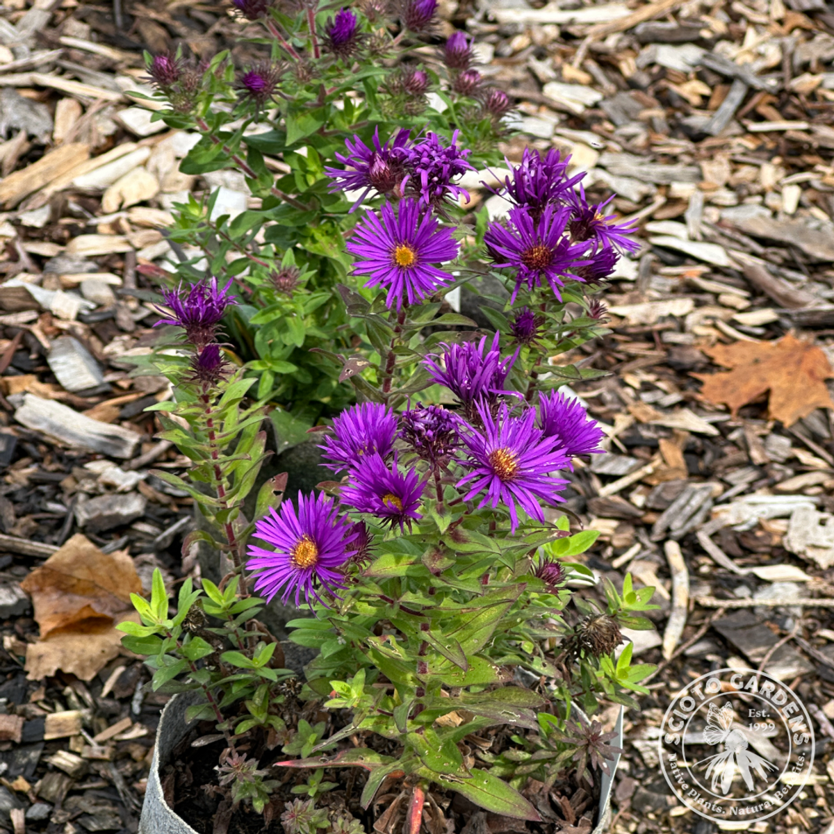 Aster novae-angliae 'Purple Dome' ('Purple Dome' New England Aster) - 1 gal
