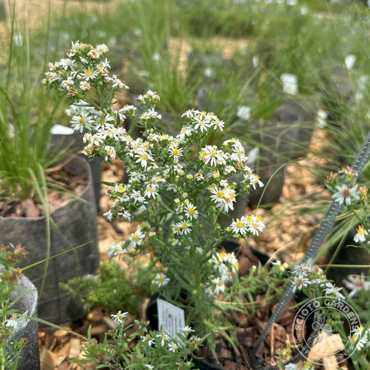 Aster [Symphyotrichum] ericoides (Heath Aster) - 3QT