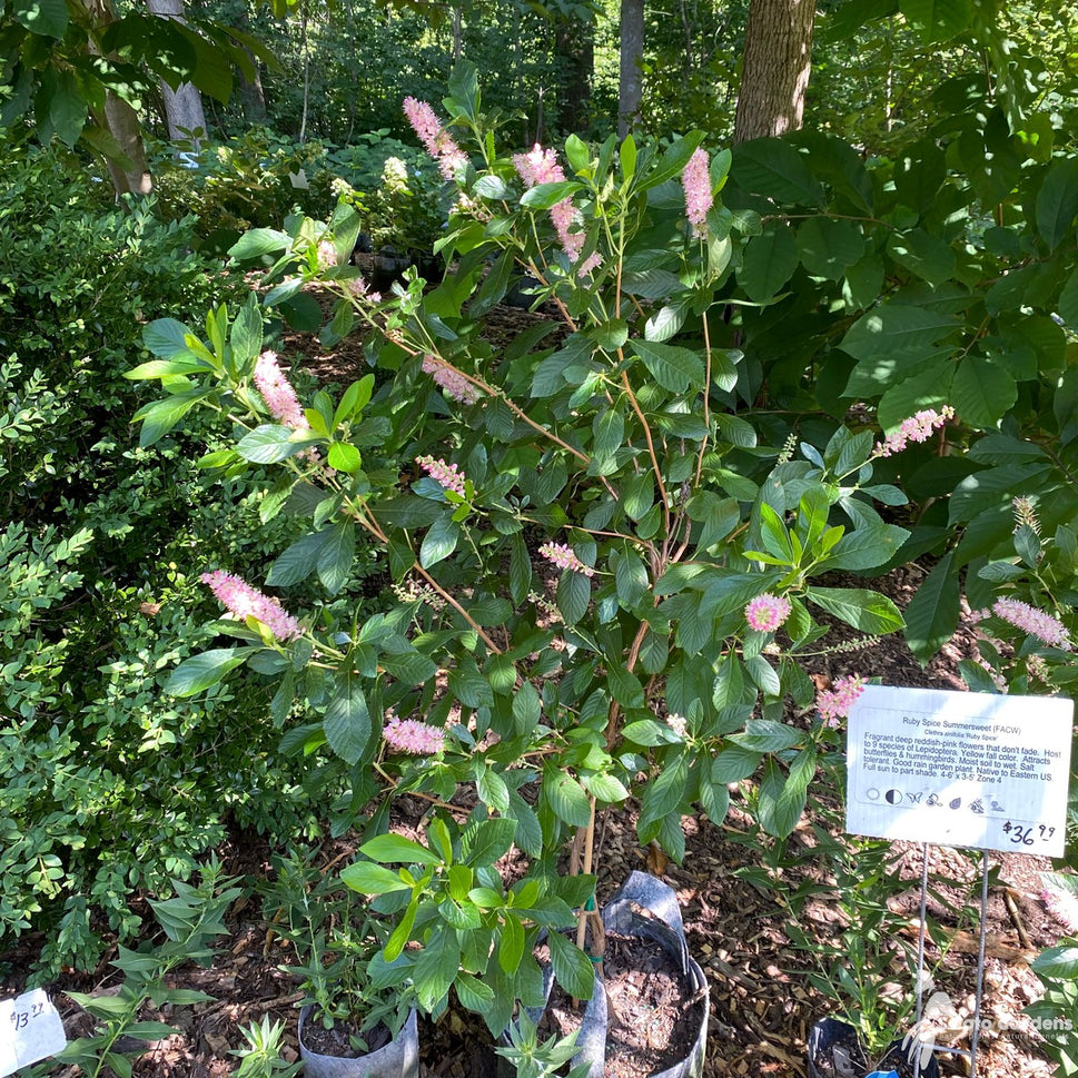 Clethra alnifolia 'Ruby Spice' (Ruby Spice' Summersweet) - 3 gal