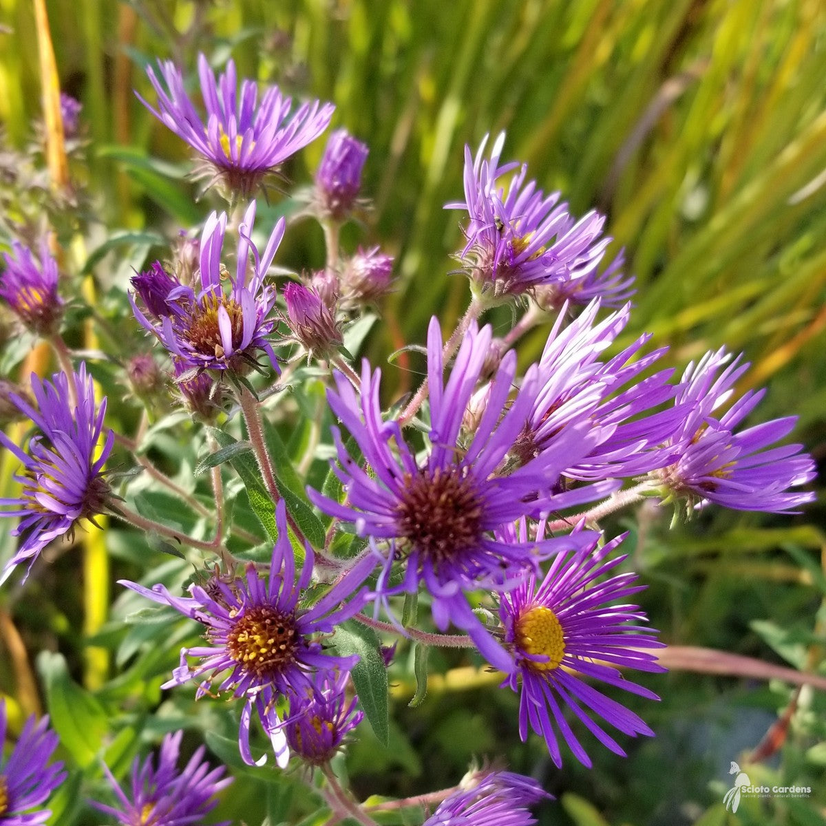 Aster novae-angliae 'Purple Dome' ('Purple Dome' New England Aster) - 1 gal